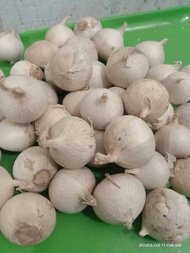 bawang putih tunggal 1/4kg