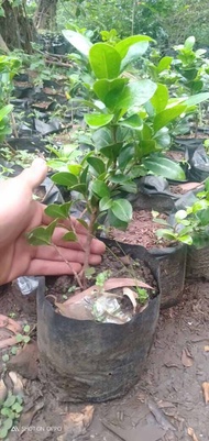 Bibit beringin kompakta bonsai 25cm murah