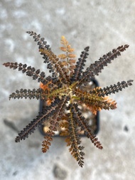 索島乳香 Boswellia Socotrana 塊根 象足