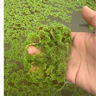 Azolla Microphylla Green Floating Aquatic Plant Seeds - High Protein, Easy to Maintain