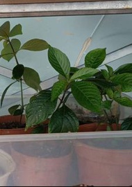 黑面將軍  憂遁草 活苗$25蚊一株   / $20買1包 有8支乾返去    消炎 抗癌 下面 有介紹  西灣河地鐵站拎