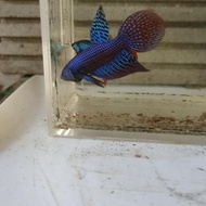 Male Cupang Alien Longfin Blue