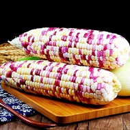 Biji Benih Jagung Pulut Putih Ungu (15 Seeds) / 紫白糯玉米籽 / Sweet Corn Rare Purple Seeds