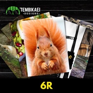 6R (6 X 8 INCH) - CUCI GAMBAR 6R