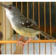 Ready Stock Burung Ciblek Semi Gacor Pilihan Ciblek Cisem
