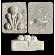 Thai Lanna Amulet Phra Pidta Unworn Master Lp Chamnan Temple Wat Bang Kudi Thong Pathum Thani Provin