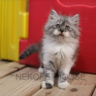 Persia Longhair Kitten Anak Kucing bukan Mainecoon, bukan BSH, bukan british