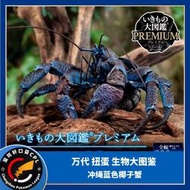 萬代扭蛋生物大圖鑒 沖繩藍色椰子蟹 仿真節肢動物關節可動擺件