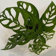 Monstera Esqueleto - Pokok hidup live plant