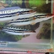 ikan channa toman gabus tomang 20cm predator