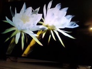 移民出讓55吋智能電視，超薄hdmi usb藍牙多功能連接，wi-fi上網，大屏幕顯示，有需要協助你放上車。Smart TV.