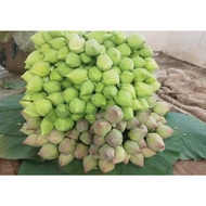 White Lotus Flower Fresh Lotus Prayer Religion Flowers Lotus - Bundle of 5