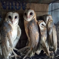 Terlaris Burhan/Burung Hantu Barn Owl/Tyto Alba/Pembasmi Hama Tikus