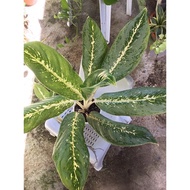 Aglaonema Varieties (Key Lime)