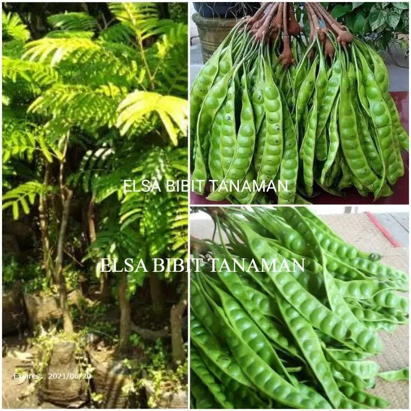 bibit petai super jumbo