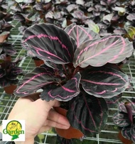 Calathea Dottie with FREE plastic pot, pebbles and garden soil (5 STOCKS ONLY)