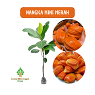 BIBIT NANGKA MINI MERAH BIBIT NANGKA MINI MERAH MADU ANEKA BIBIT UNGGUL NIRWANA