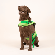 เสื้อชูชีพสัตว์เลี้ยง ลายเต่า Life jacket | CLAWSET.BKK