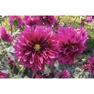 5 Biji Segar Benih Bunga Dahlia Thomas Edison Flower Dahlia Seed - 5 Seed