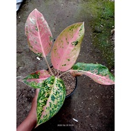 Sindo - Aglaonema Sp Live Plant AYMFIM0PT9