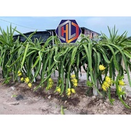💥8 Pcs💥Keratan Kuning Benih Anak Pokok Buah Naga  Dragon Fruits Plant(Yellow)  黄龙果枝條
