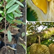 bibit durian musangking 1 Meter 