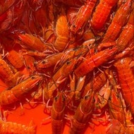 【汛潽】🦞橘澳洲龍蝦 淡水龍蝦變異體🦞 螯蝦