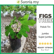 Figs Tree / Pokok Tin SUPER JUMBO / JUMBO