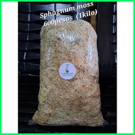 ❁ sphagnum moss / white moss per kilo