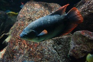 Kaloi Sabah | Red Tail Giant Gourami