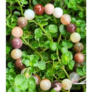 Y0921F9 Alxa Jade Color Jumping Bracelet, 8.9mm+