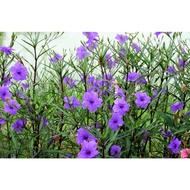 Bunga Ruellia Simplex Purple/ Pokok Bunga Ruellia dalam poly bag by MGL PLANTS