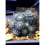 （14/8）Kaktus sebenar Cactus Eriosyce bulbocalyxi caudex plants逆豹丸群仙人球仙人掌块根多肉植物