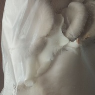 Fresh Oyster Mushroom