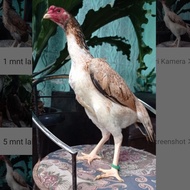 Ayam Shamo Japan Betina Japan Super