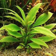 hygrophila corybosa angustifolia 20 batang tanaman aquascape tanaman hias tanaman aquascpe