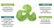 Centella Asiatica Extract / Gotu Kola / Centella