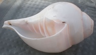 Cantik Ketam Hermit Conch Shell Laut Karang Laut Seashell Kehidupan Laut Sekeping Hiasan untuk Akuar