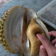 Pokok Durian Tekka/Musang Queen D160 (1kaki+)