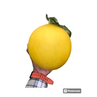 Melon Manis Terengganu Tuah88 Agro