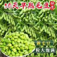Fresh Edamame Seeds Early Cooked Large Edamame Seeds Emerald Large Pods Green Edamame Seeds Special 
