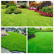 binhi bermuda grass 100+/- seeds outdoor green garden plant