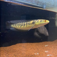 Ikan Chana Channa Maru Yellow Sentarum ukuran 28 - 30 cm