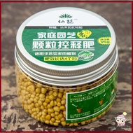 *BloomsMY* Succulent Slow Release Fertilizer/ Baja Tahan Panjang/ 多肉长效缓释肥