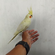 falk white face