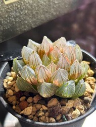 #213  尖頭'龍爪'玉露錦 十二卷 多肉 雨林 室內植物 仙人球 塊根 龍舌蘭 花燭 海芋 潮流植物SRL