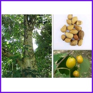 ◄ ◳ Gmelina_arborea_PaperTREE_seeds_80pcs/pck