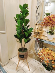 POKOK FIDDLE FIG (pokok sahaja)