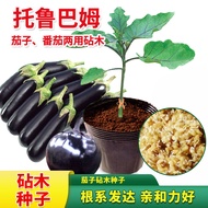 Wild Eggplant Chopping Wooden Torubam Seed Grafting Eggplant Chopping Wood Large Small Tomato Tomato