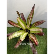 Bromeliad Dastigado (perfect)